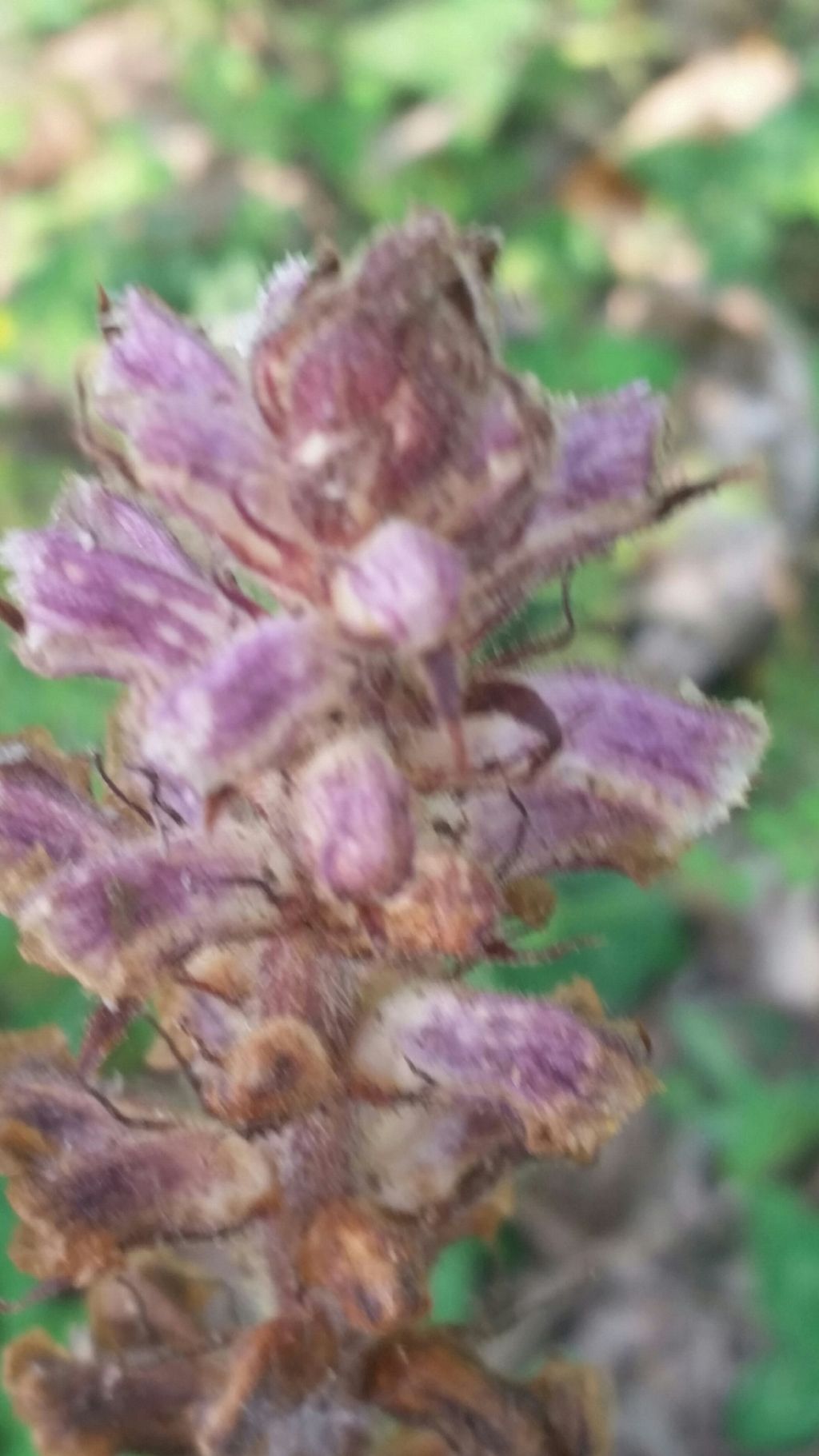 Orobanche minor